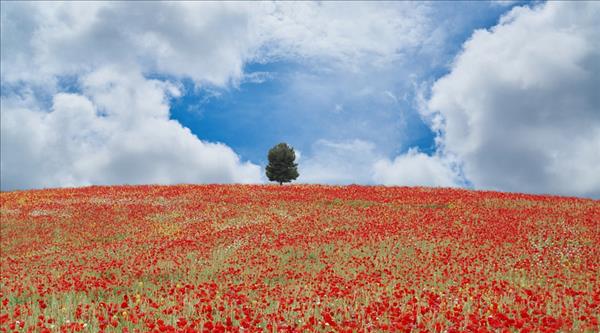 刑法对毒品犯罪的年龄规定
