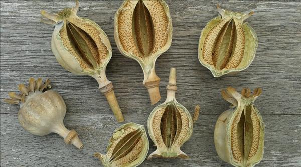 贩毒罪的处罚标准是怎么样的